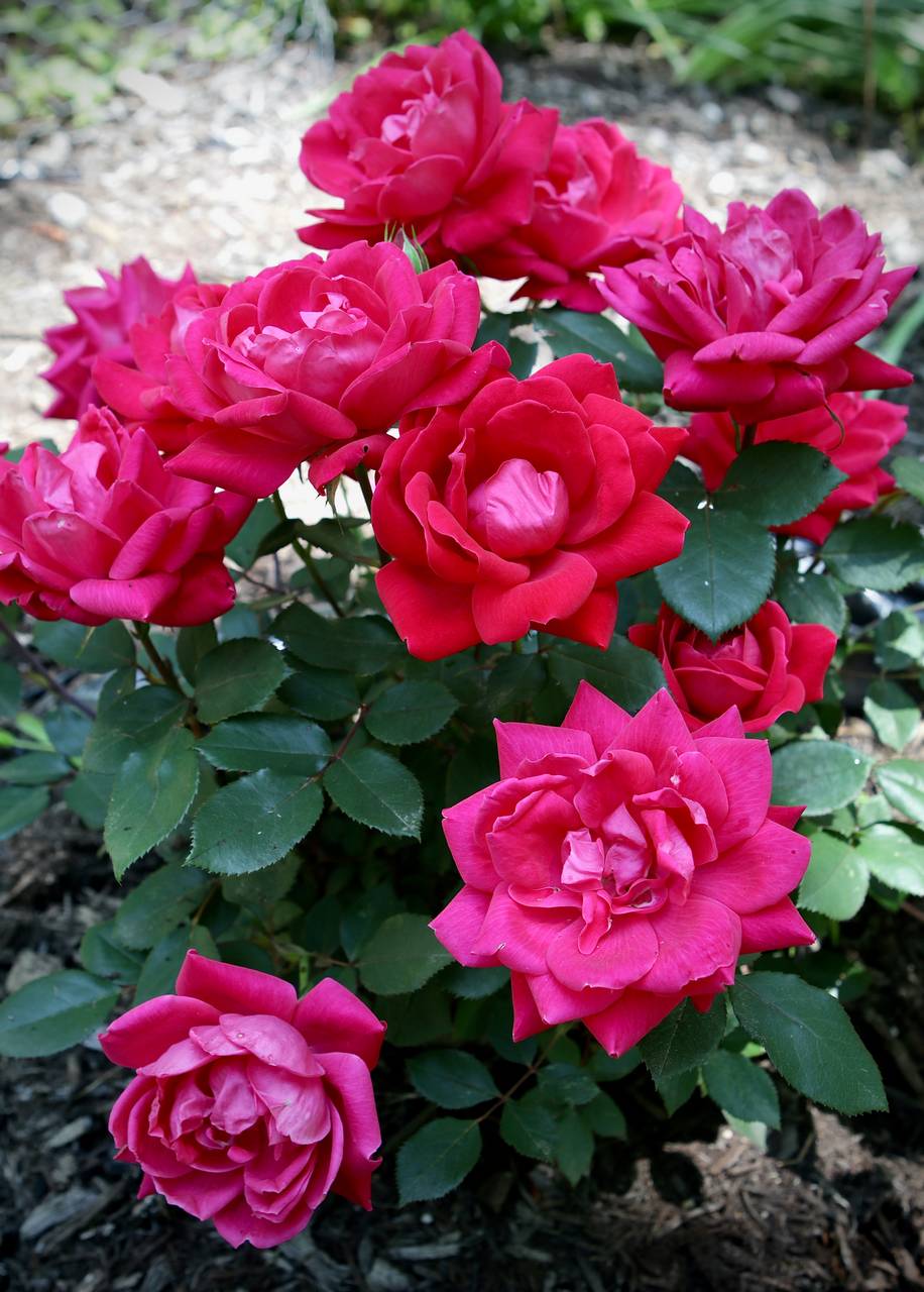 Photo of Knock Out Rose