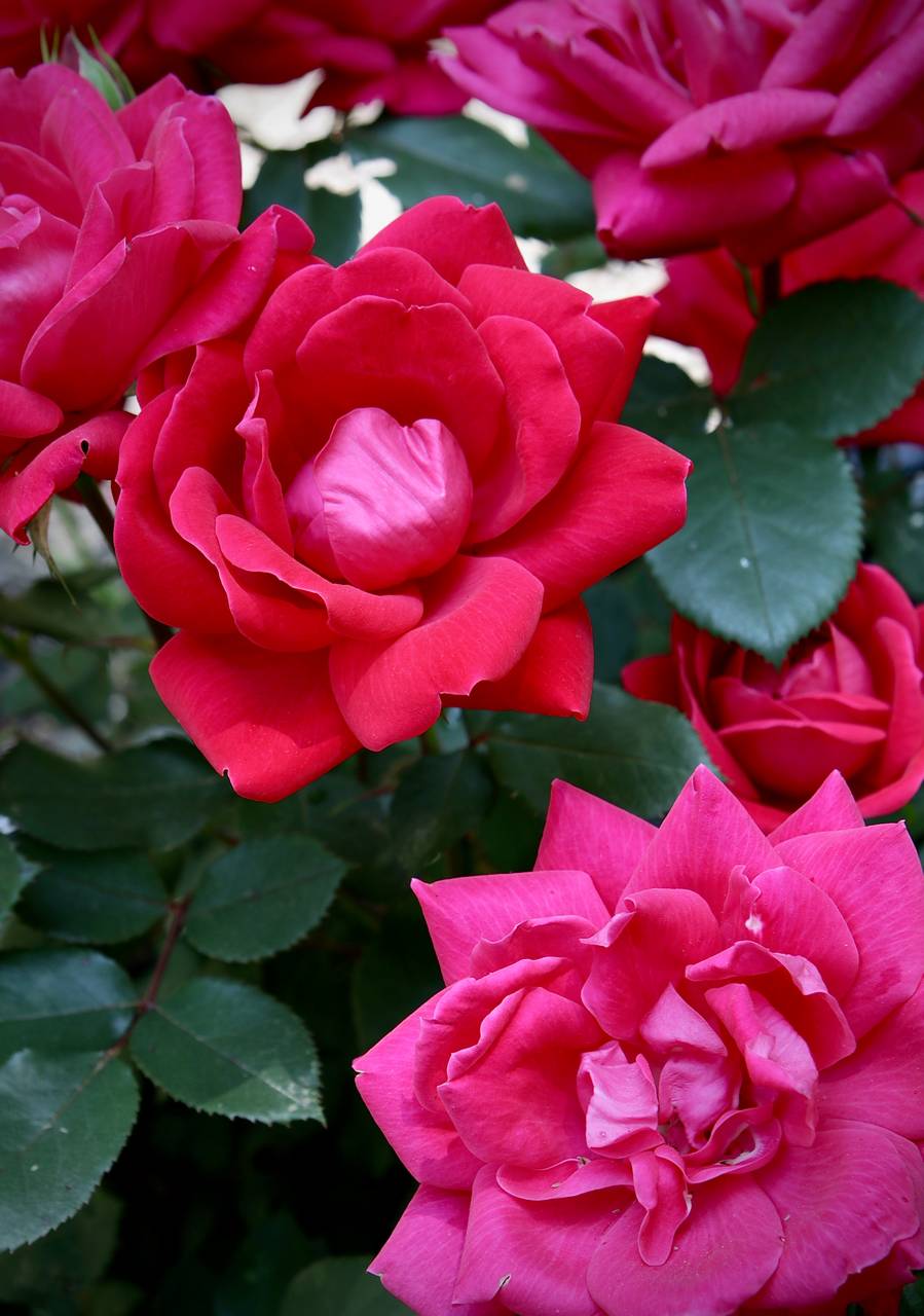 Photo of Knock Out Rose