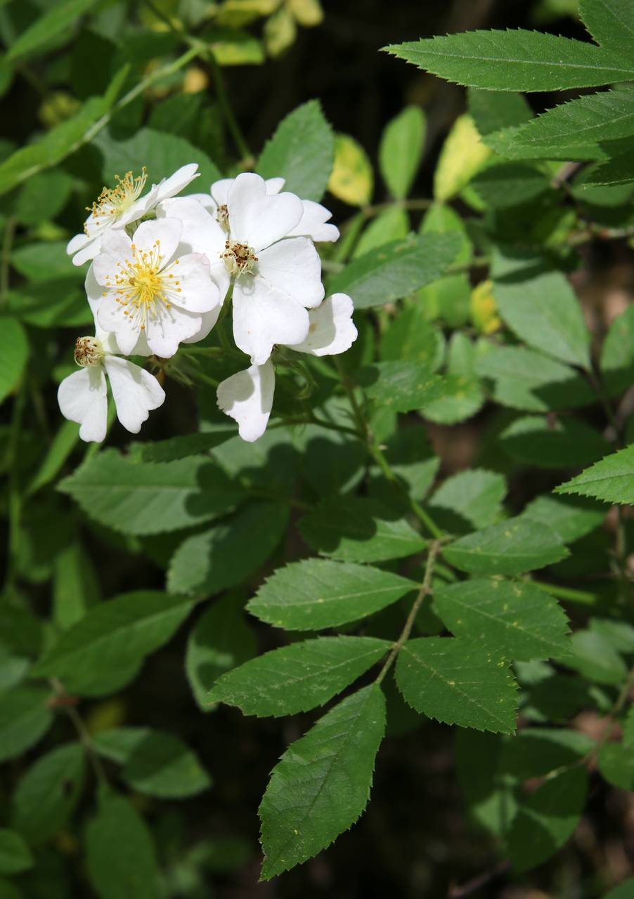 Photo of Multiflora Rose