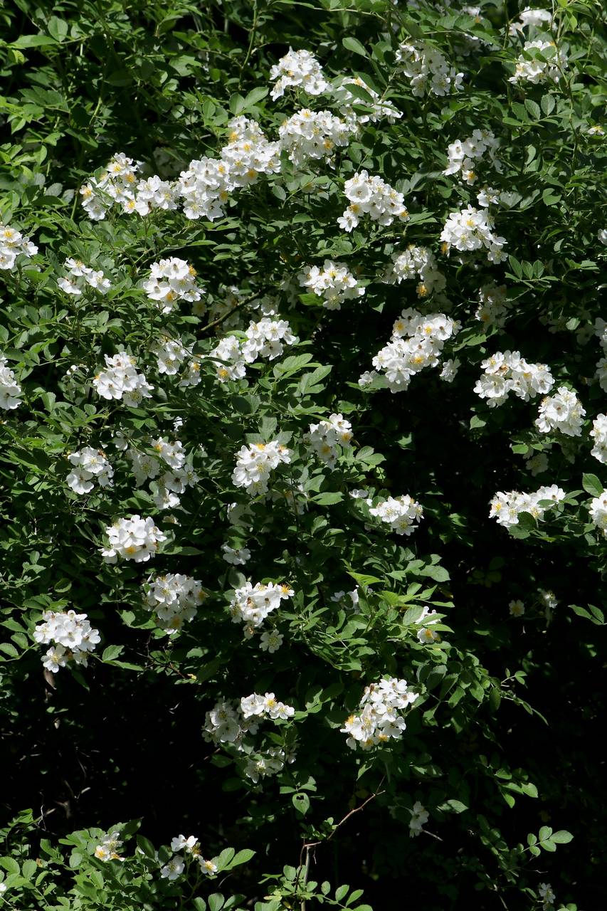 Photo of Multiflora Rose