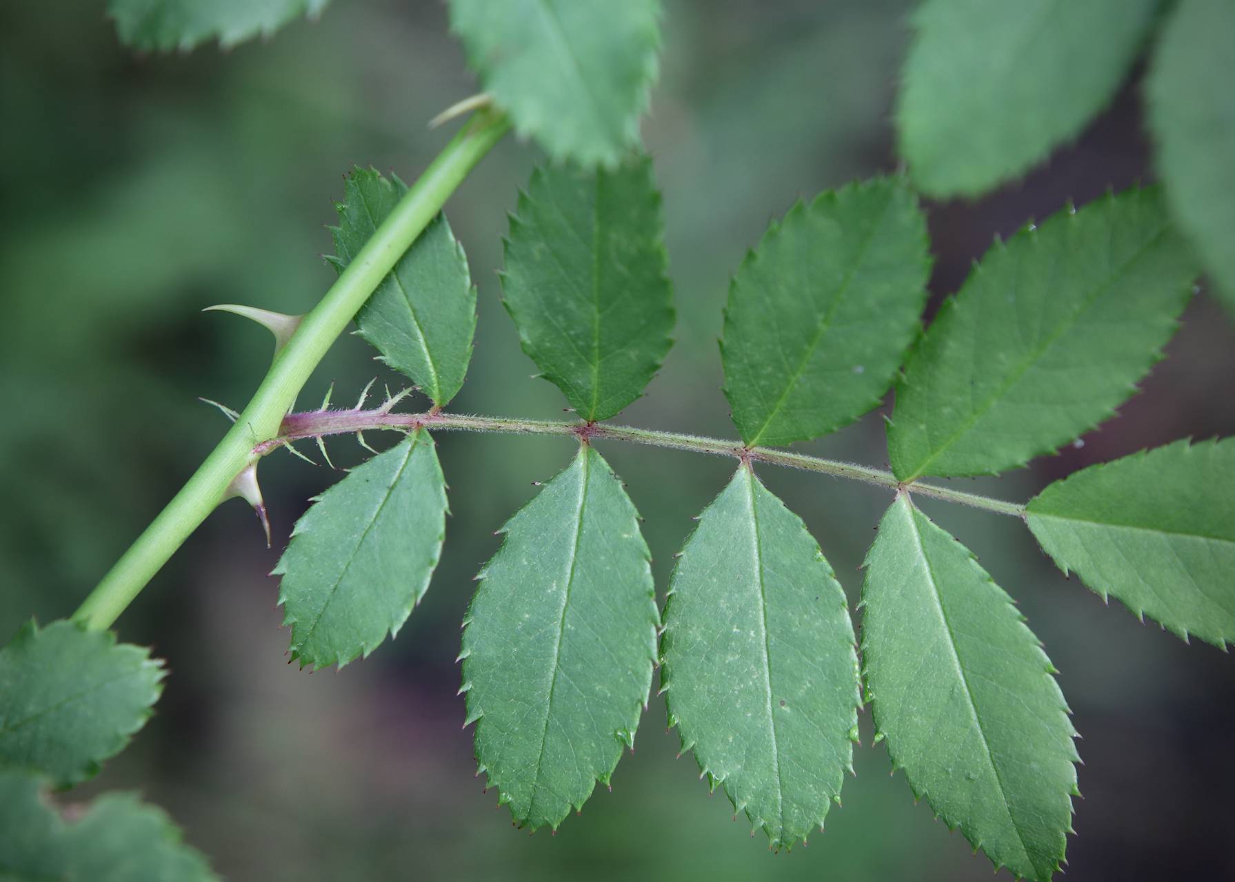 Photo of Multiflora Rose