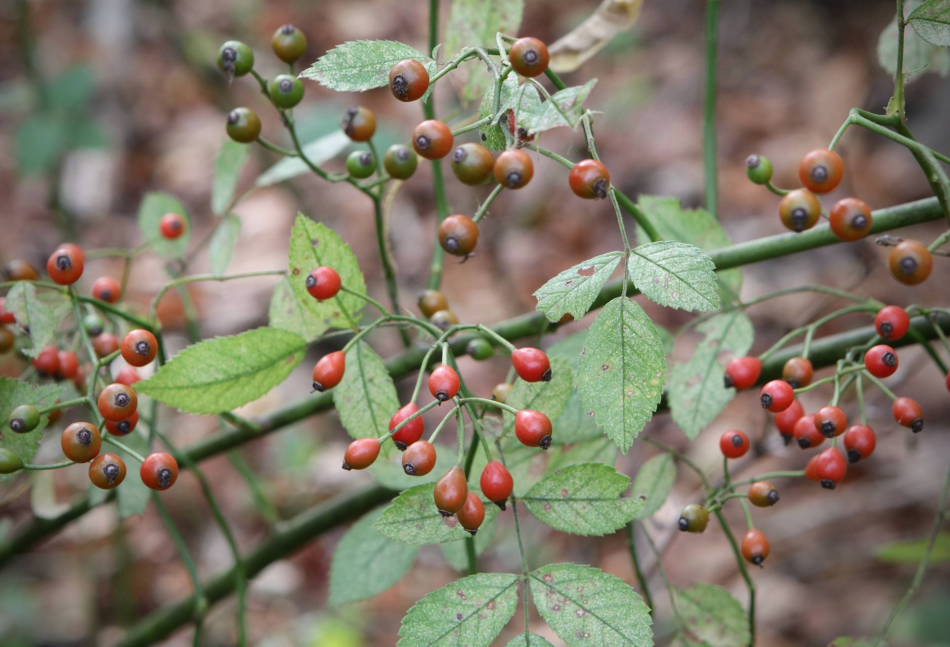 Photo of Multiflora Rose