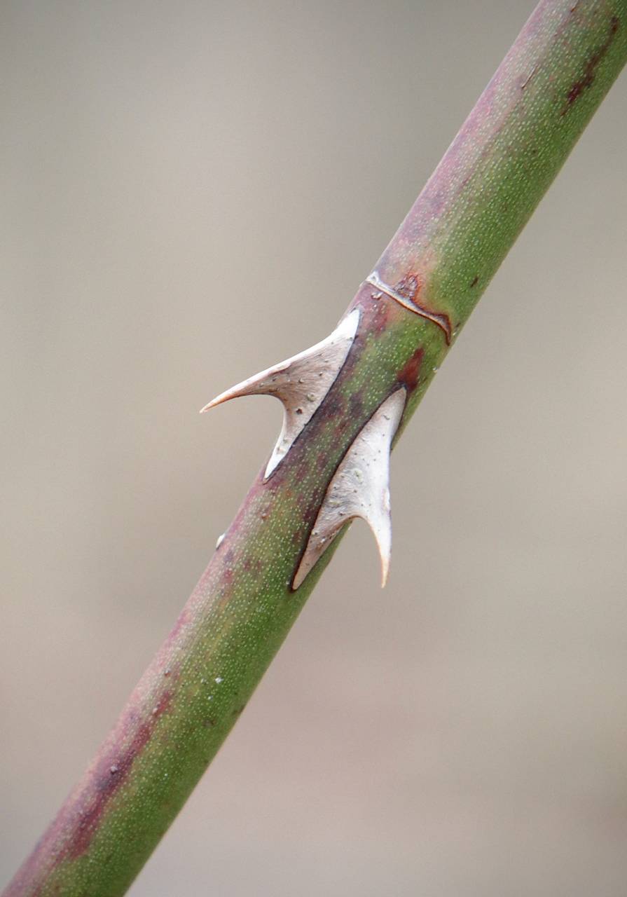 Photo of Multiflora Rose
