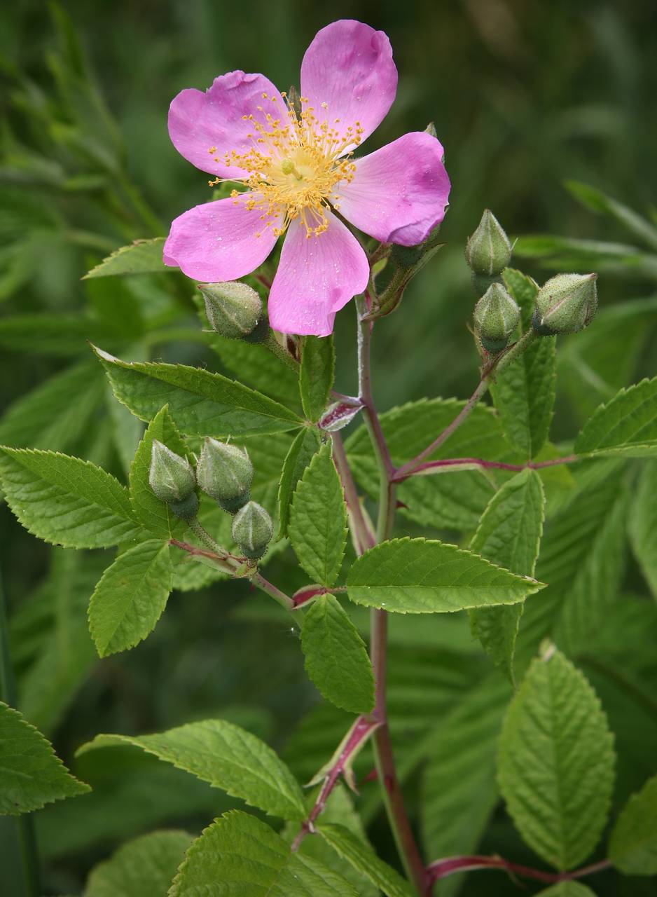 Photo of Climbing Prairie Rose