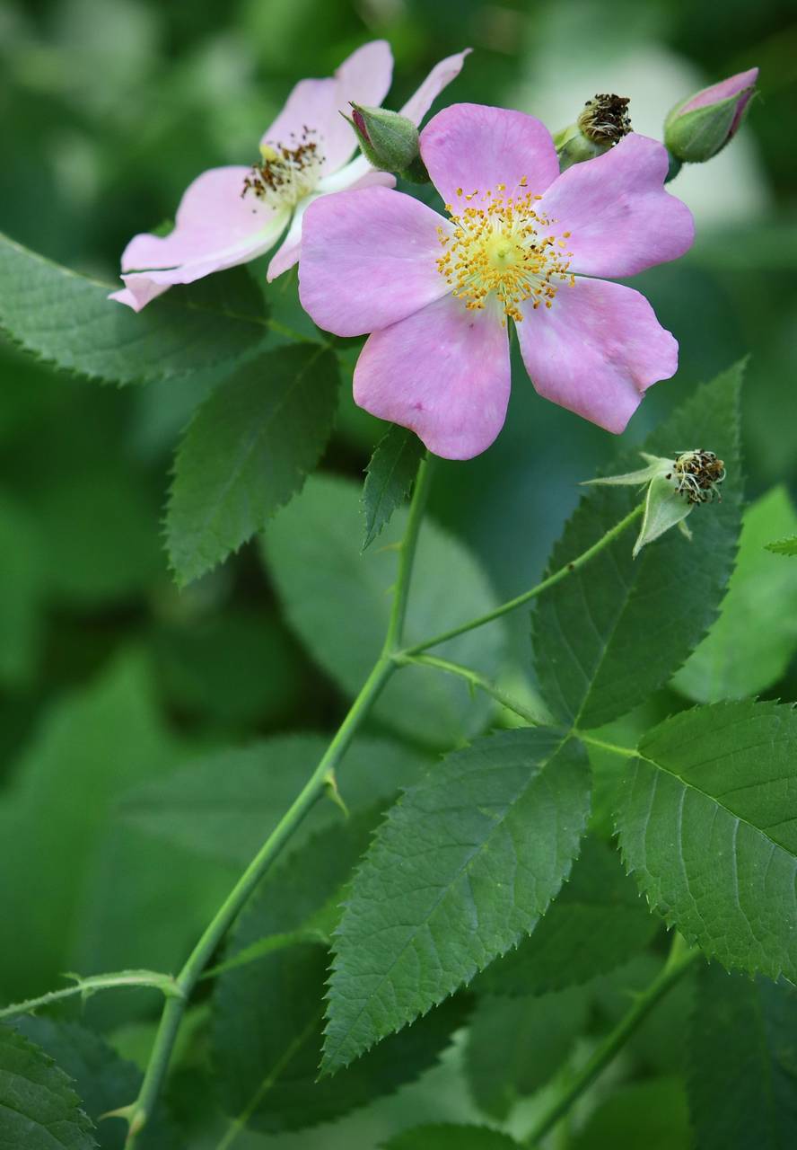 Photo of Climbing Prairie Rose