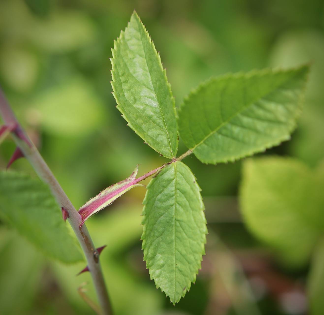 Photo of Climbing Prairie Rose
