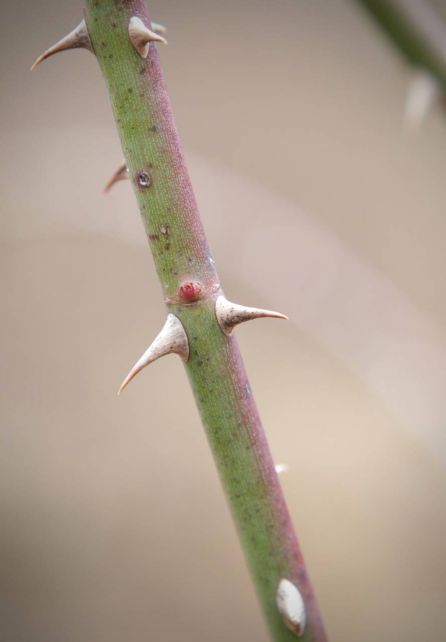 Photo of Climbing Prairie Rose