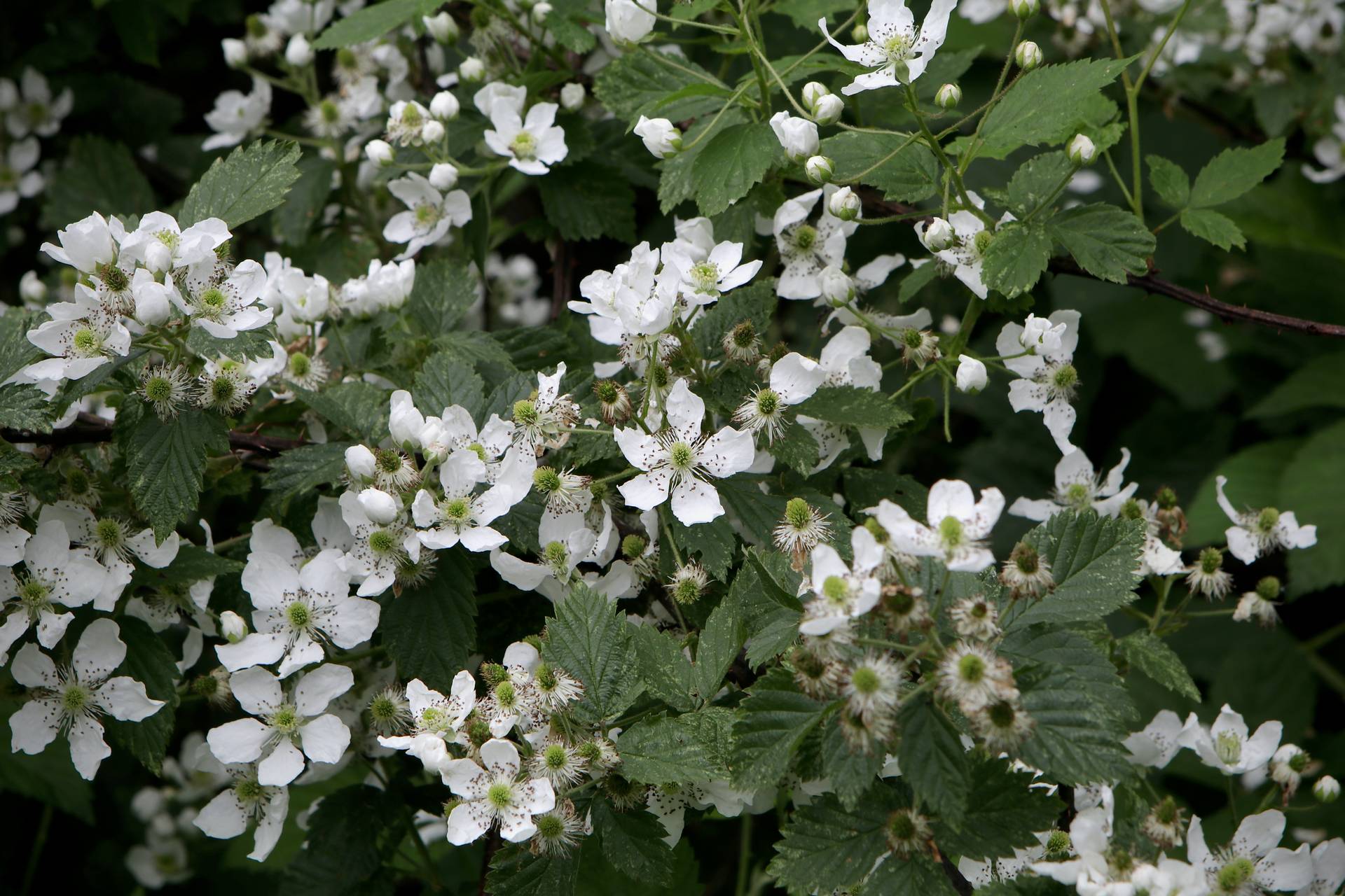 Photo of Common Blackberry