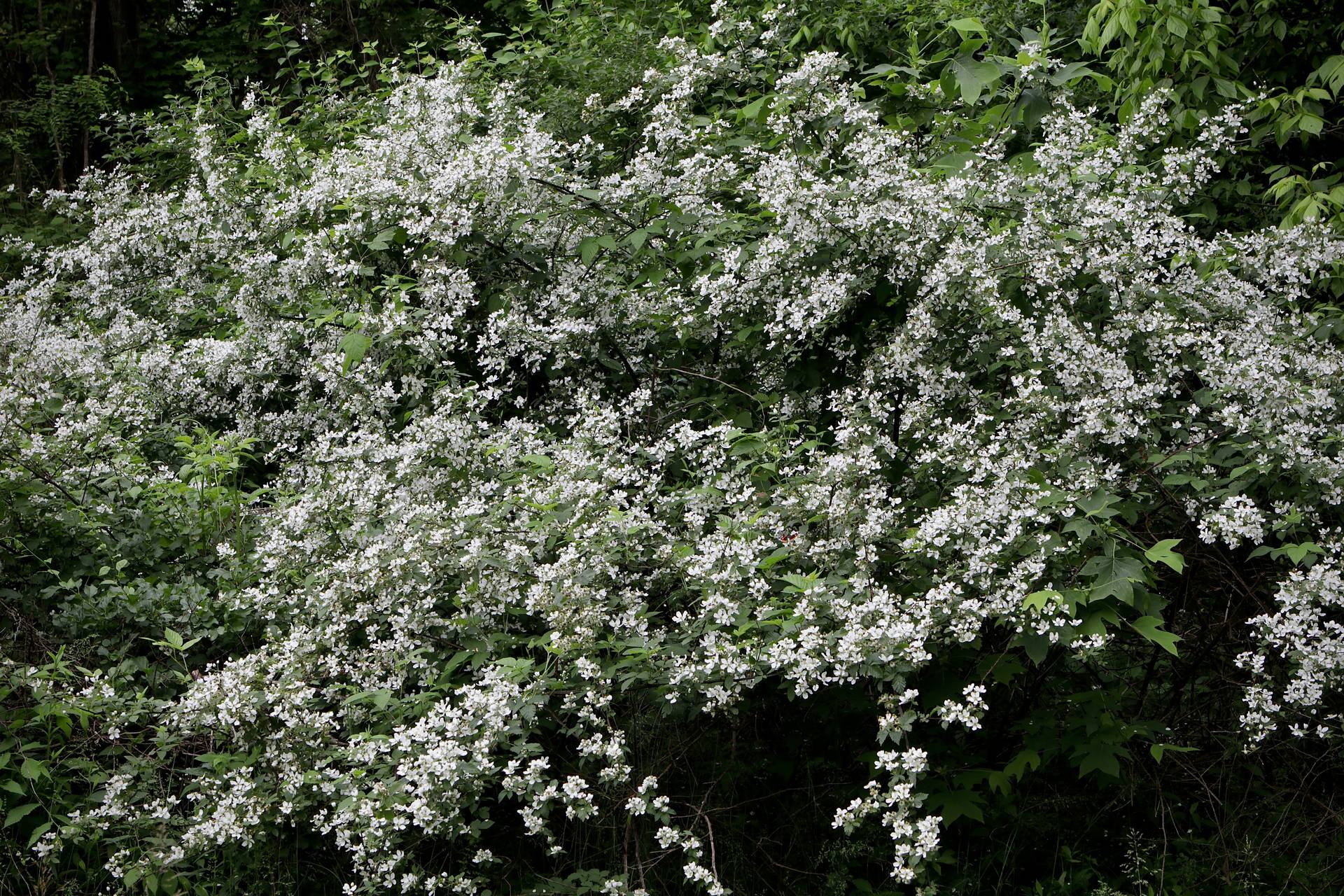 Photo of Common Blackberry
