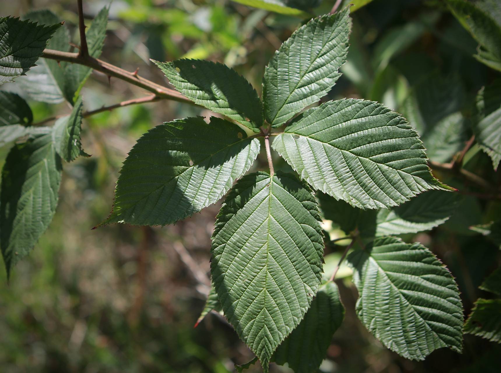 Photo of Common Blackberry