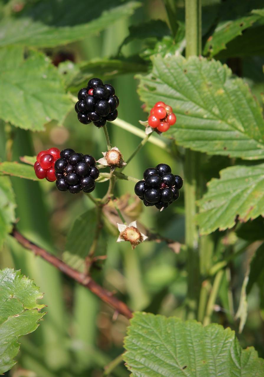 Photo of Common Blackberry