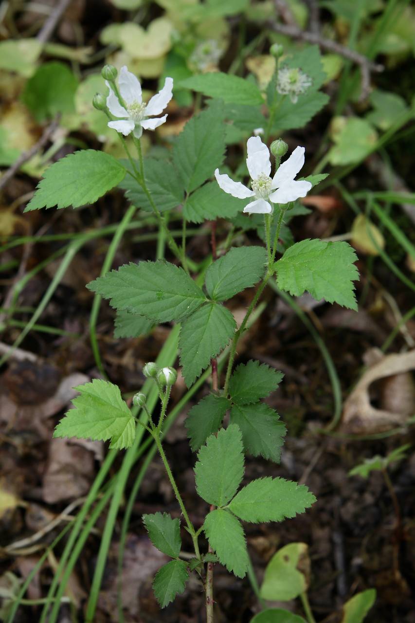 Photo of Northern Dewberry