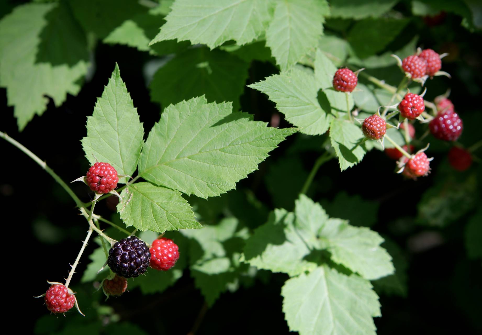 Photo of Black Raspberry
