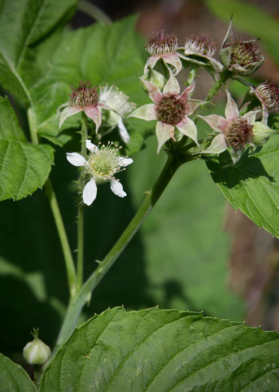 Photo of Black Raspberry