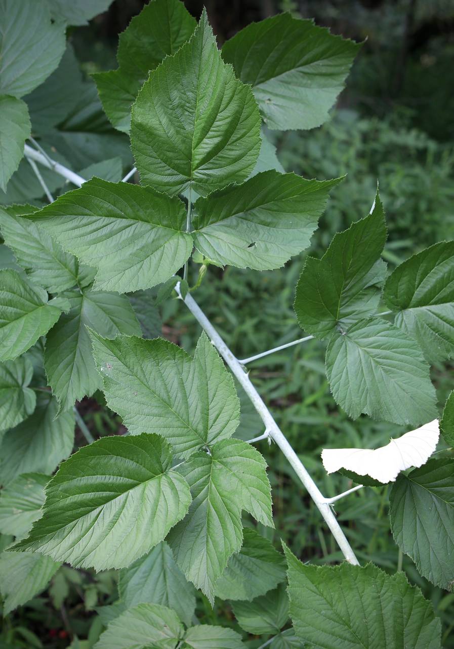 Photo of Black Raspberry