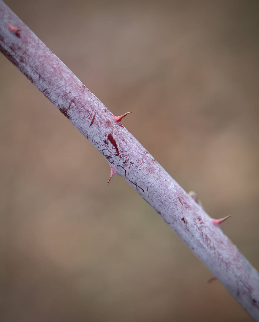 Photo of Black Raspberry