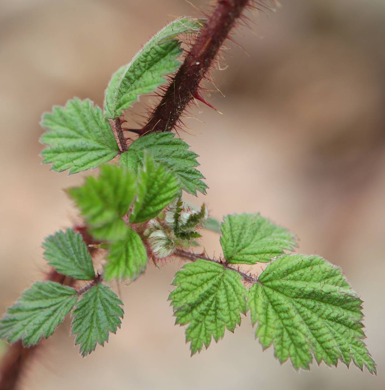 Photo of Wineberry