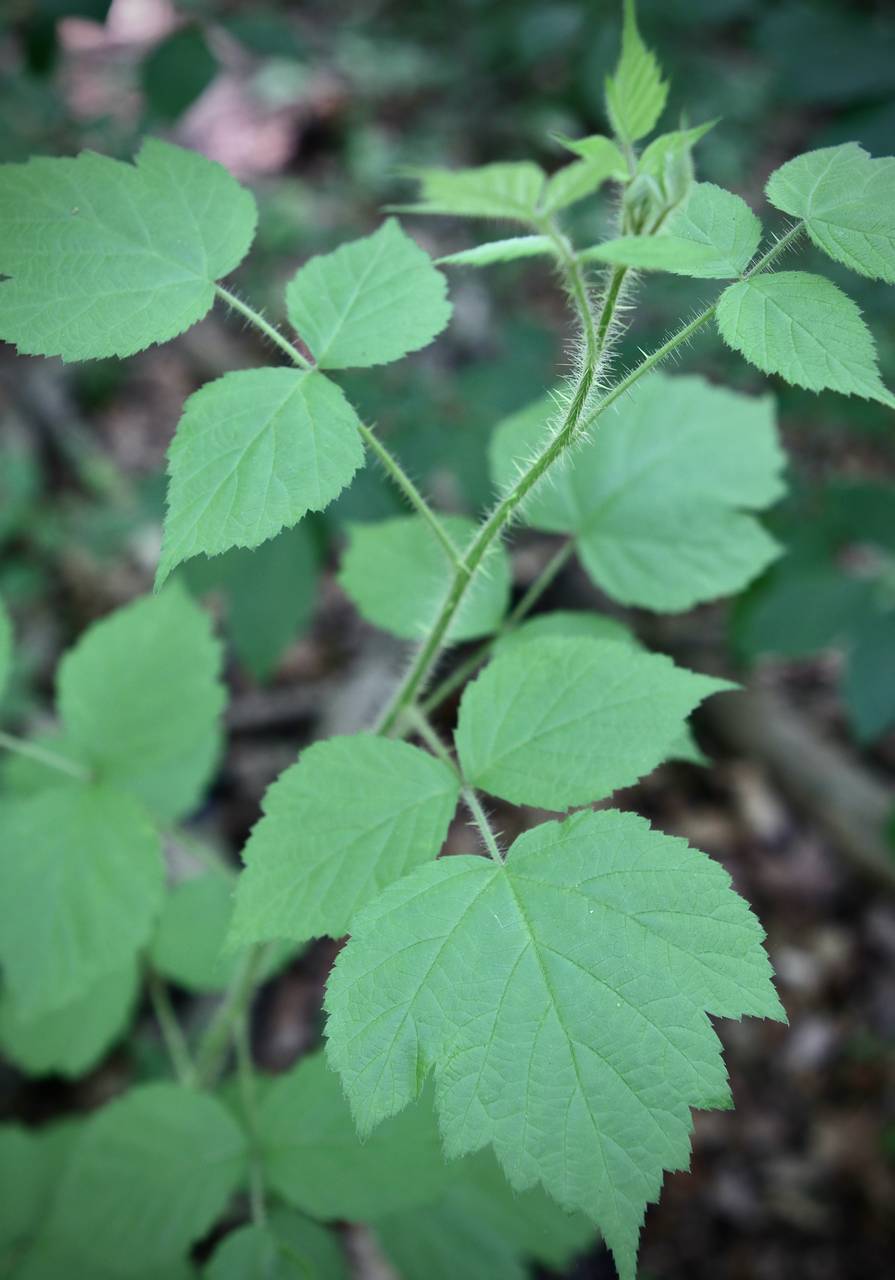 Photo of Wineberry