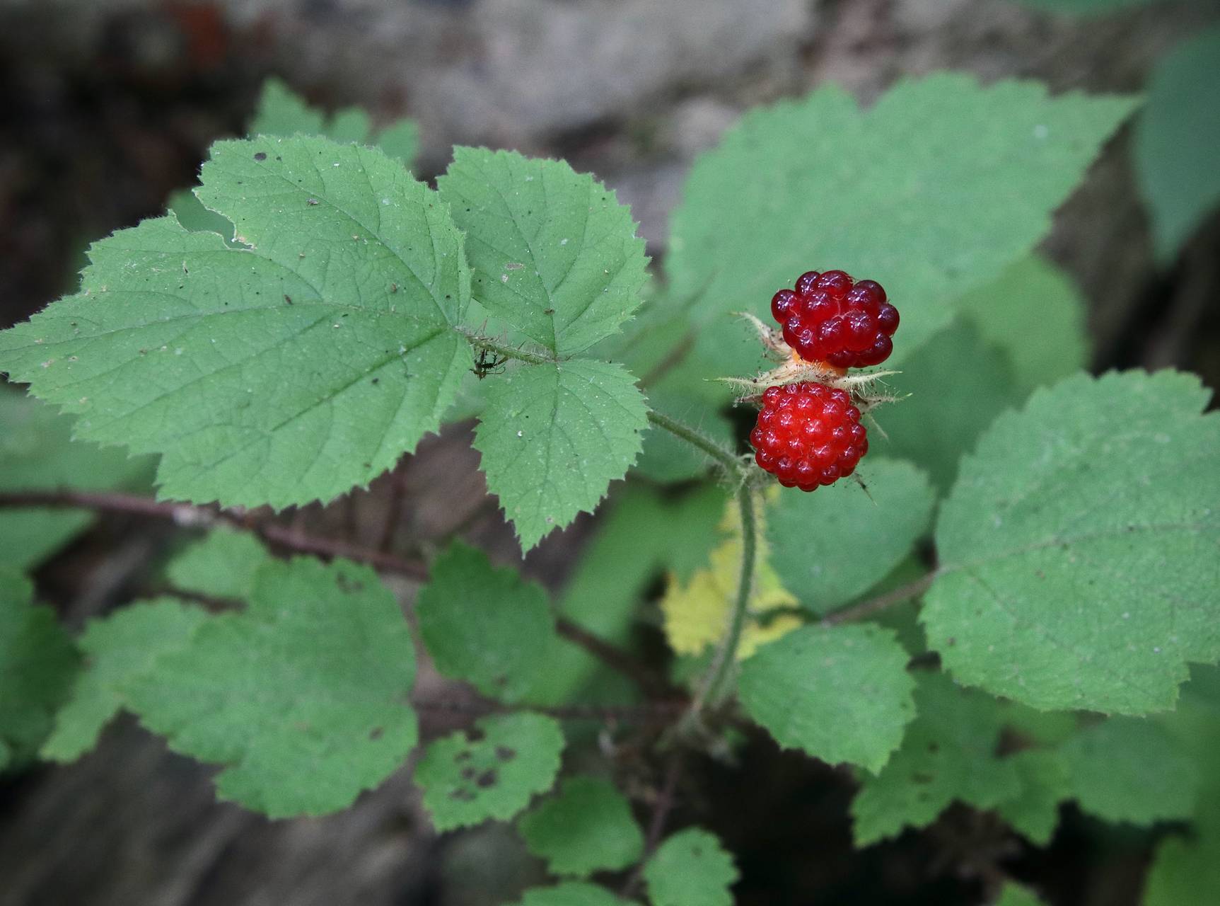 Photo of Wineberry