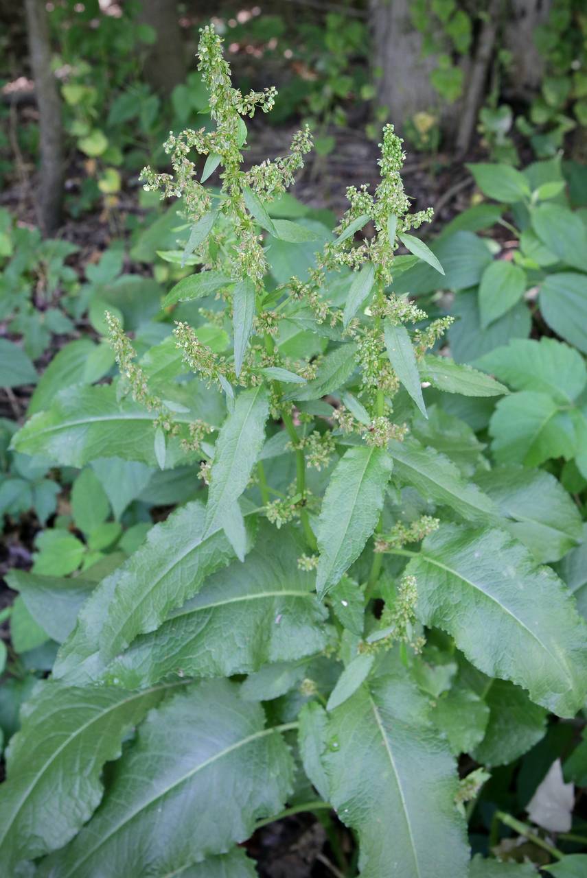 Photo of Broadleaf Dock