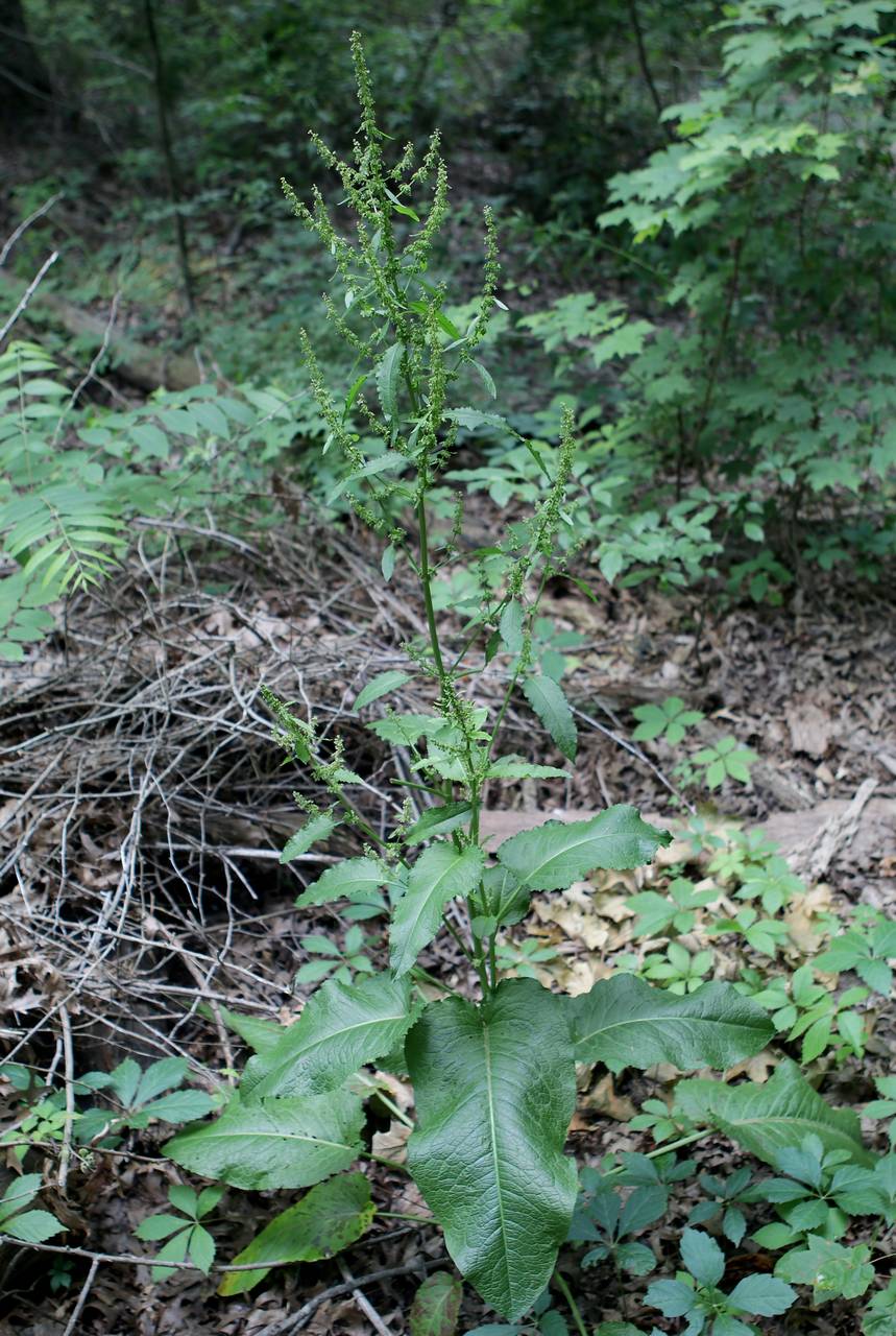 Photo of Broadleaf Dock