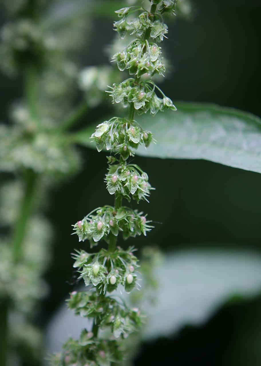 Photo of Broadleaf Dock