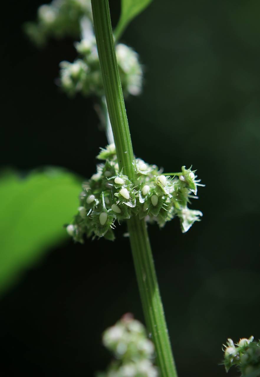 Photo of Broadleaf Dock
