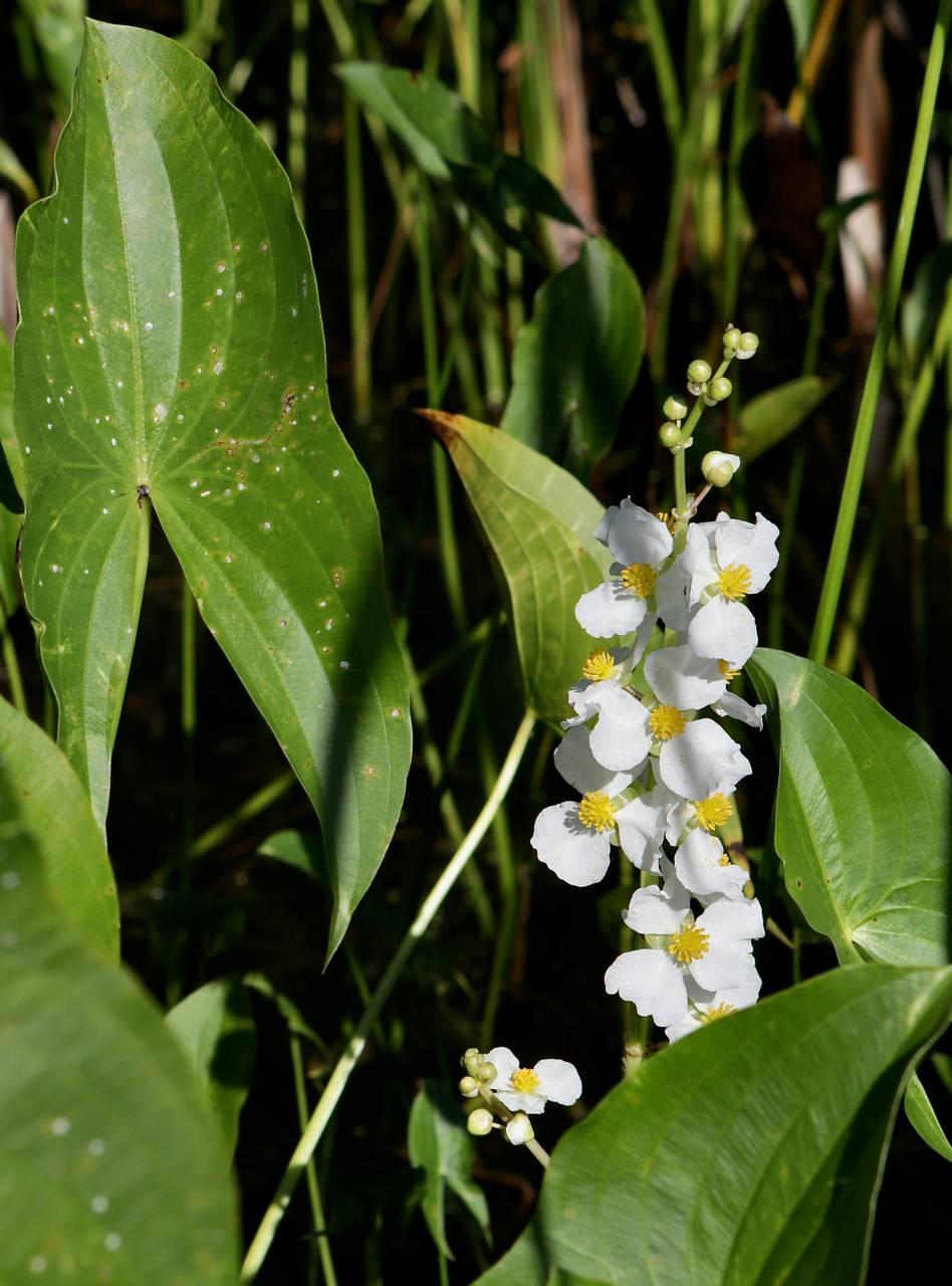 Photo of Broadleaf Arrowhead