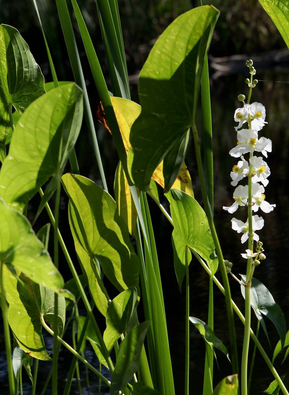 Photo of Broadleaf Arrowhead