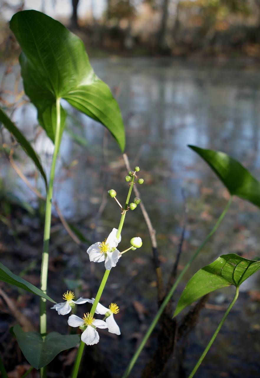 Photo of Broadleaf Arrowhead