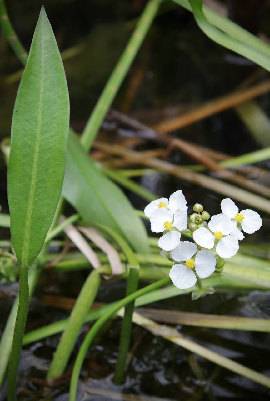 Photo of Delta Arrowhead