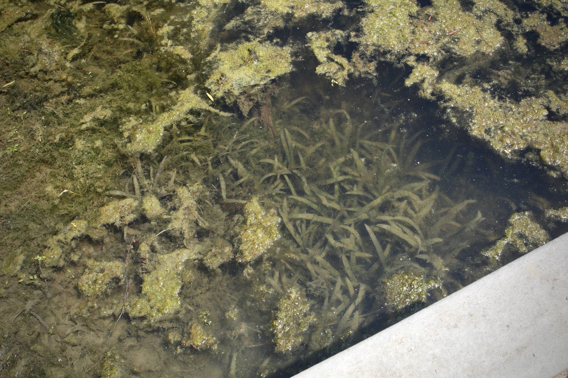 Photo of Delta Arrowhead