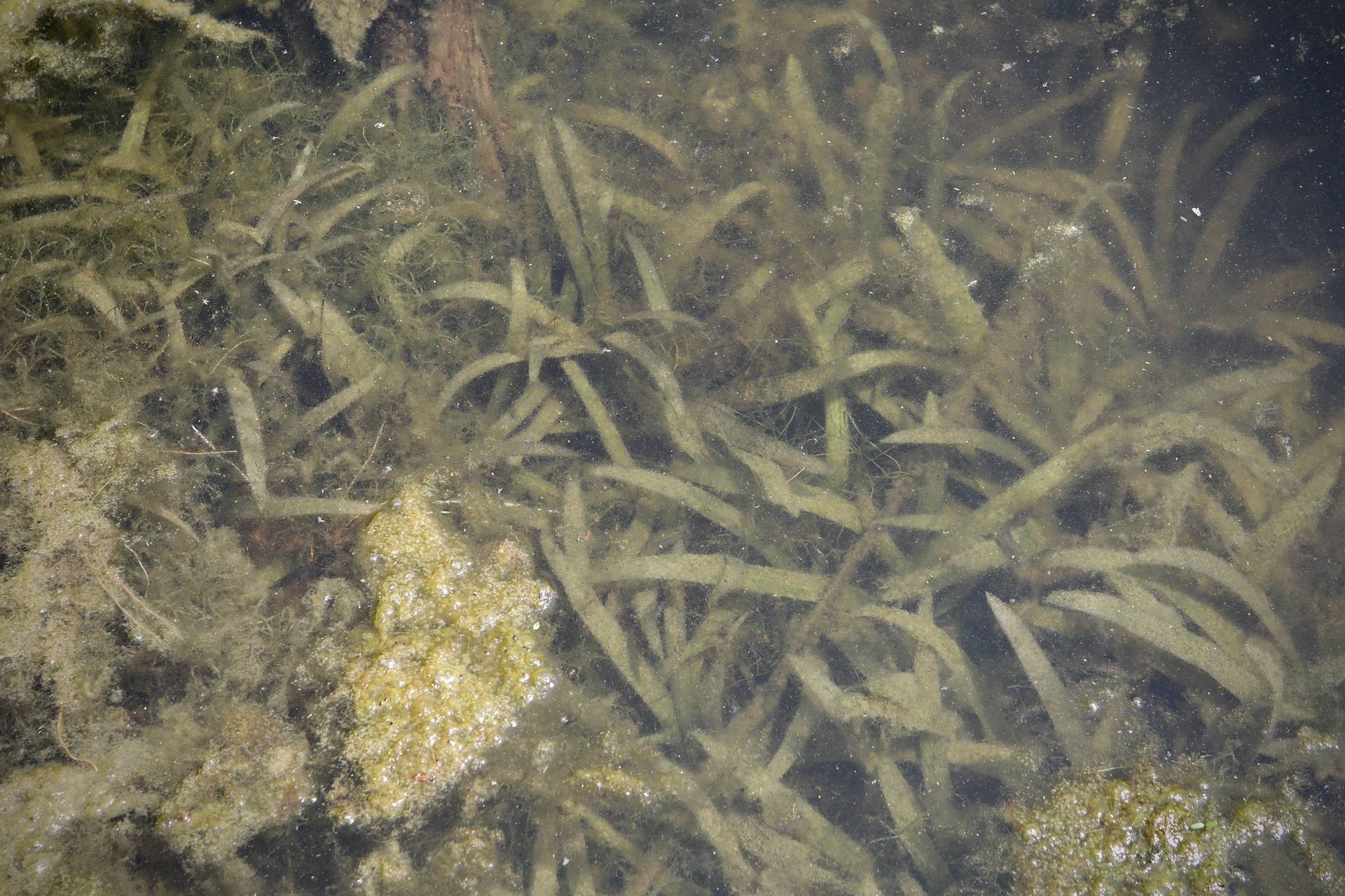 Photo of Delta Arrowhead