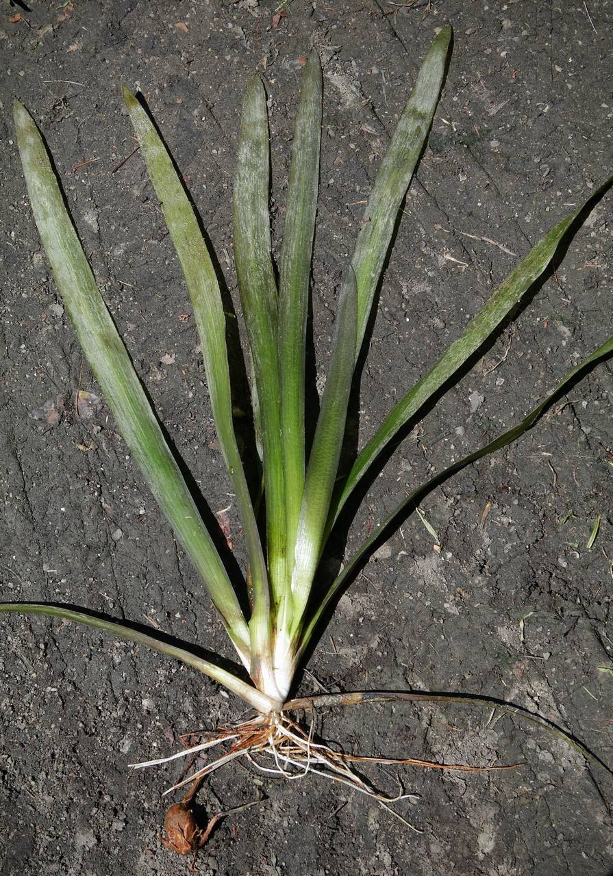 Photo of Delta Arrowhead