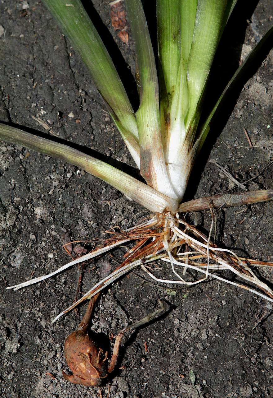 Photo of Delta Arrowhead