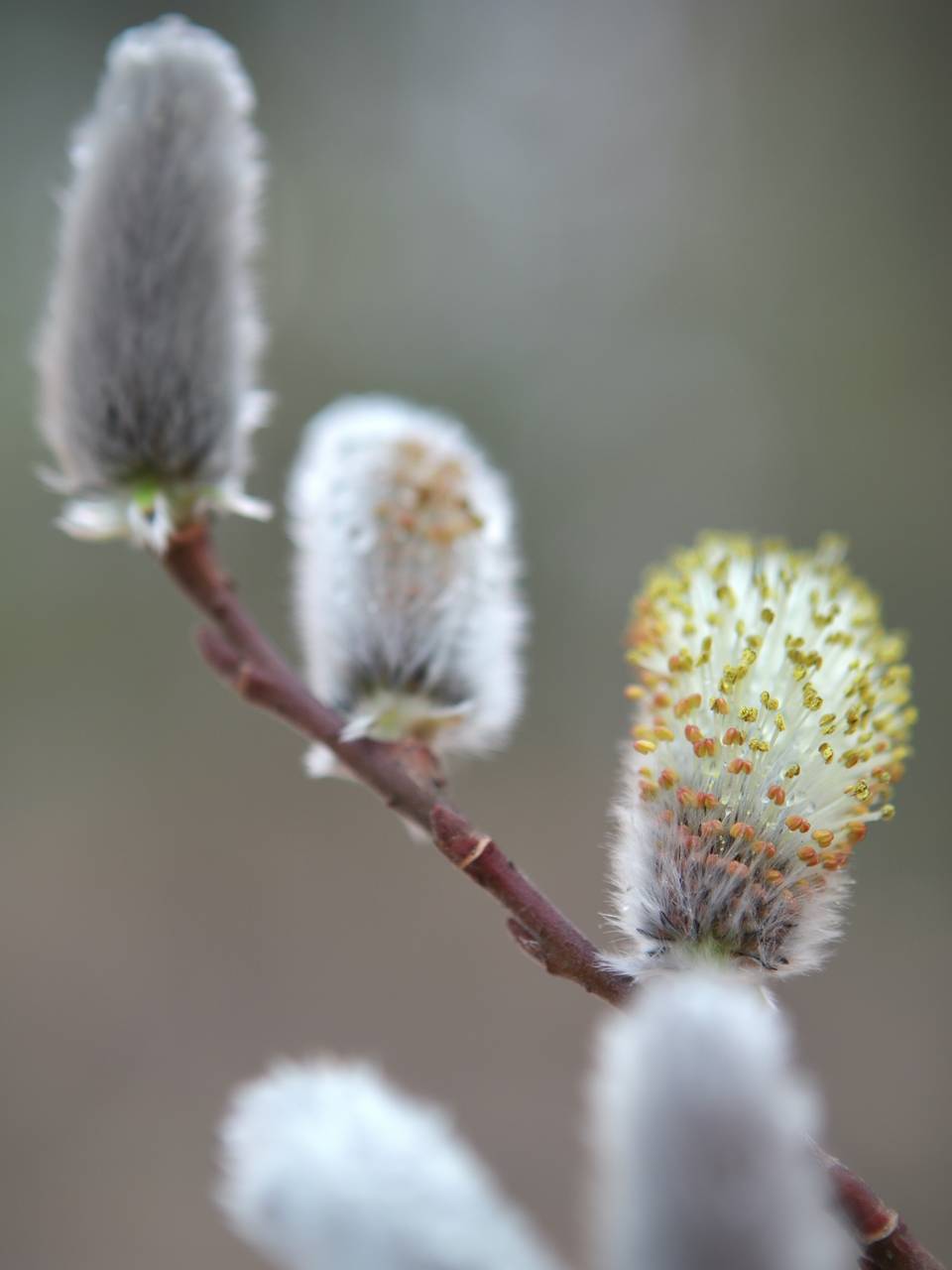 Photo of Pussy Willow