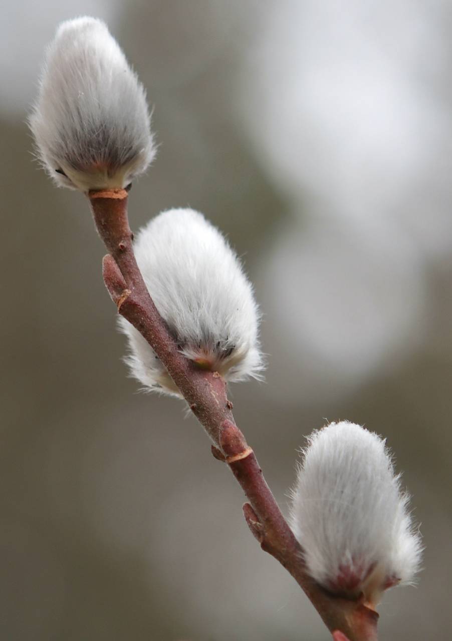 Photo of Pussy Willow
