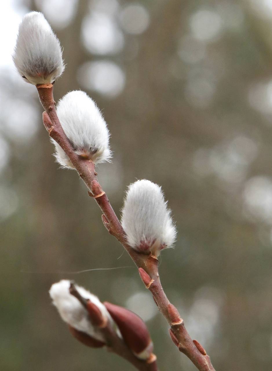 Photo of Pussy Willow