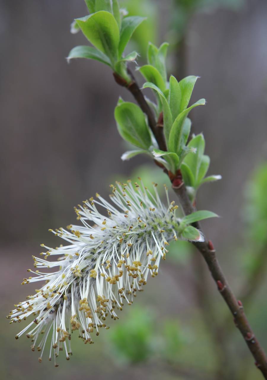 Photo of Pussy Willow