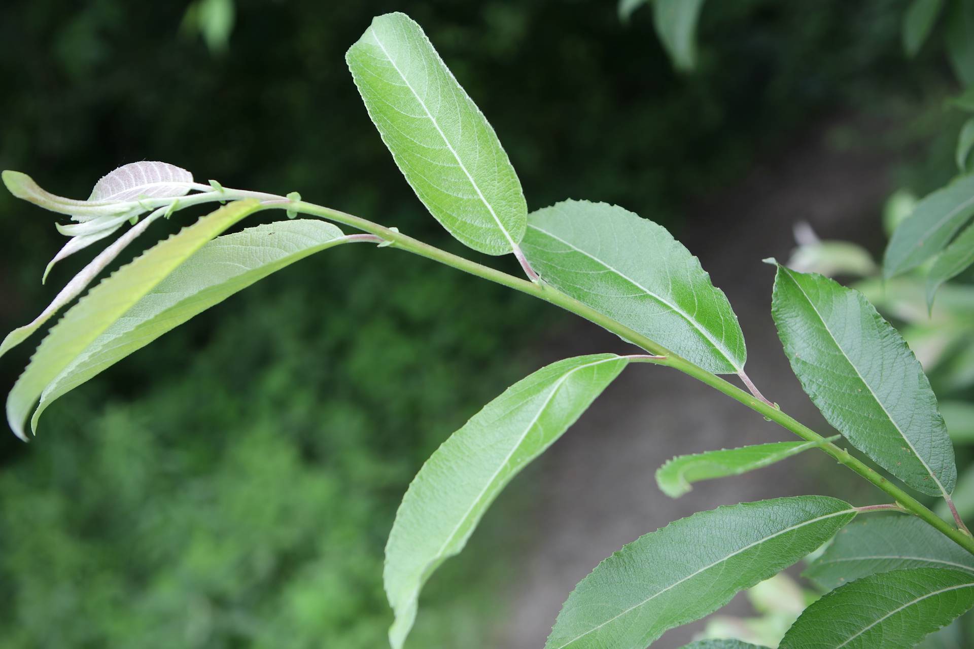 Photo of Pussy Willow