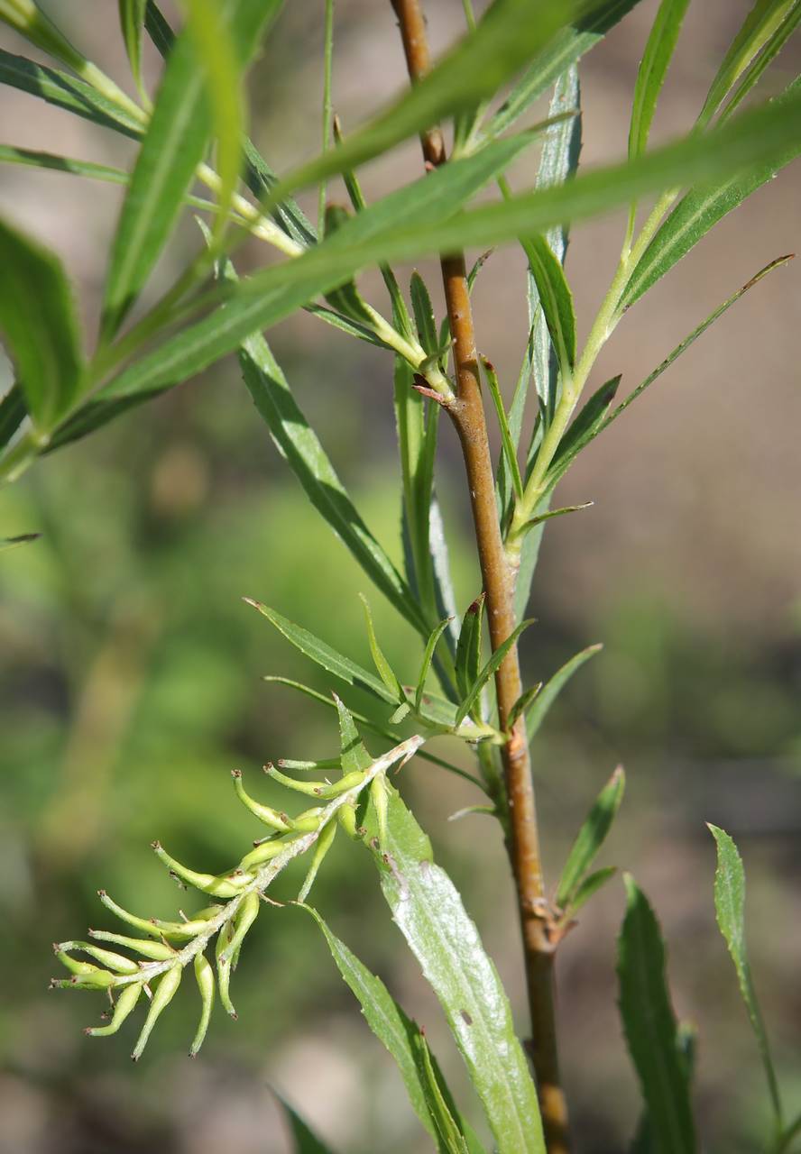 Photo of Sandbar Willow