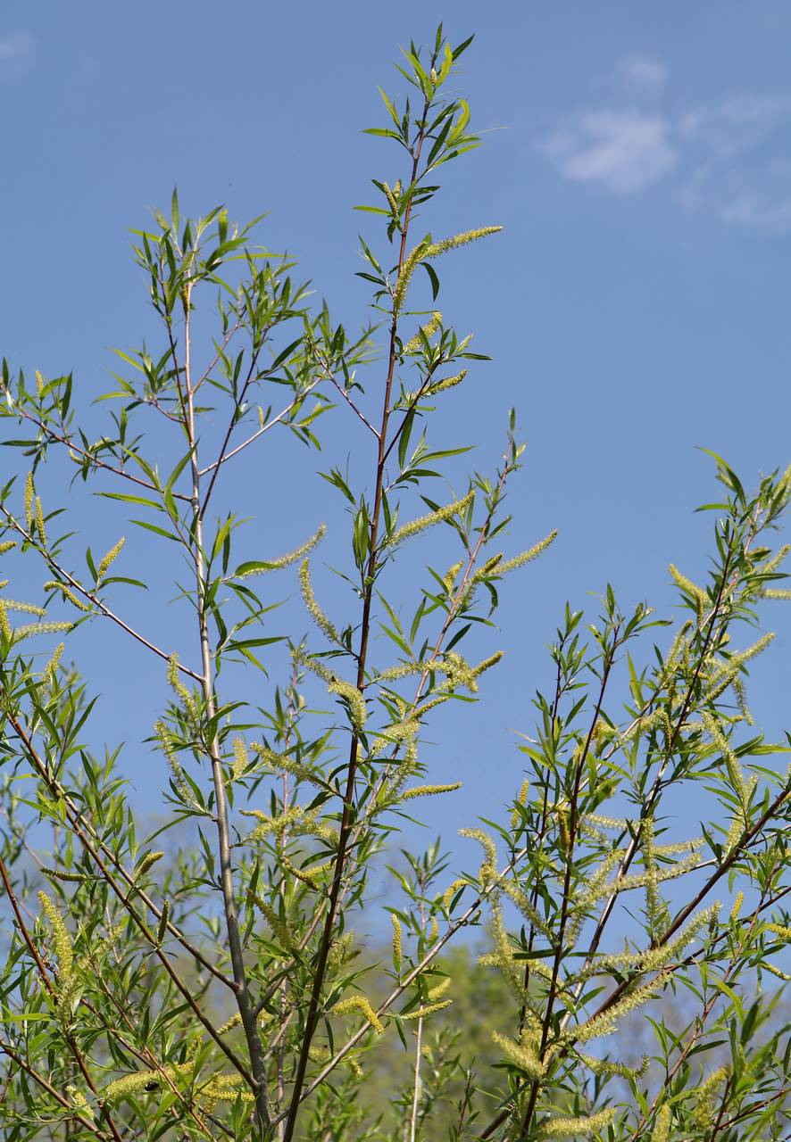 Photo of Sandbar Willow