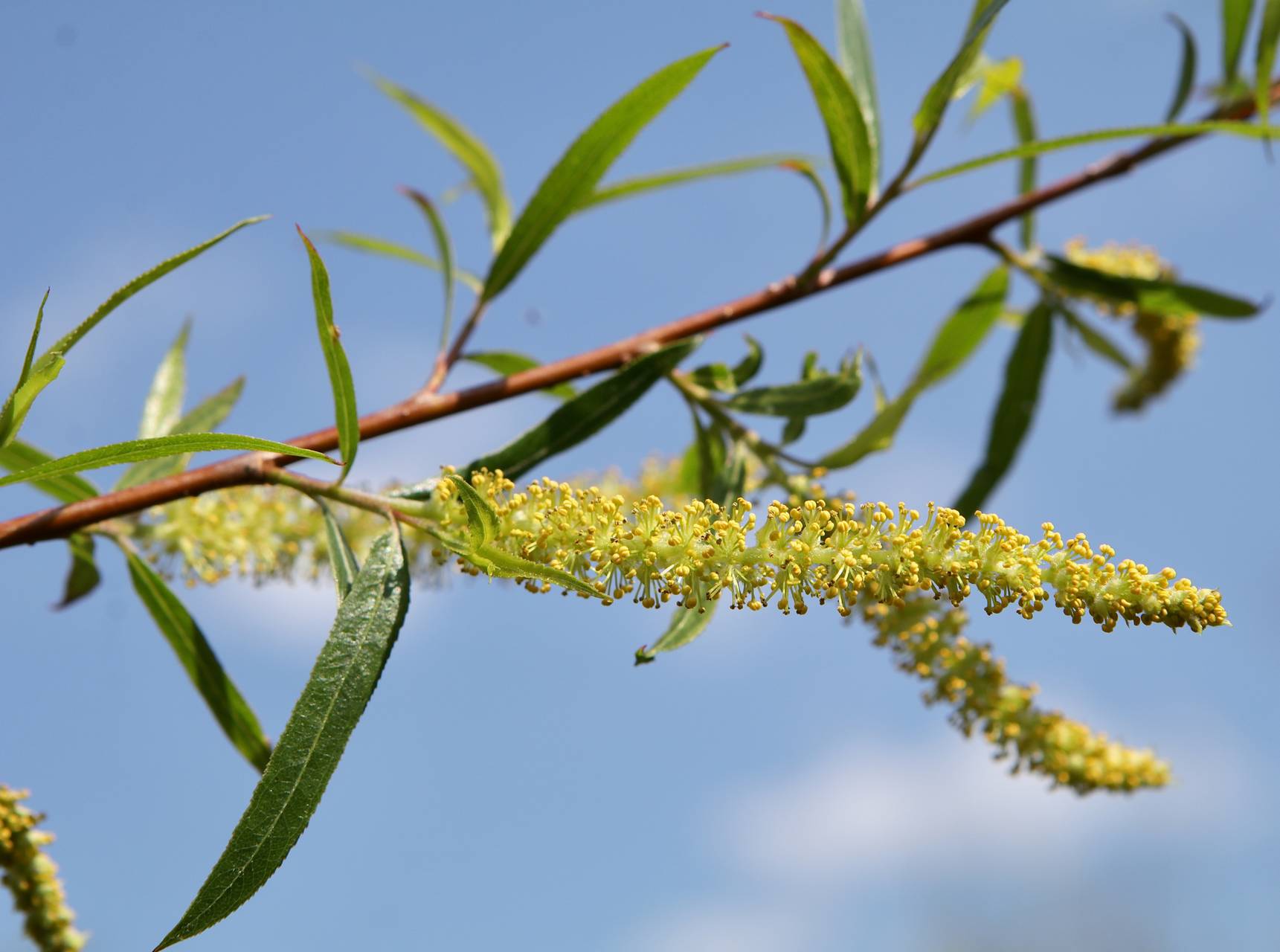 Photo of Sandbar Willow