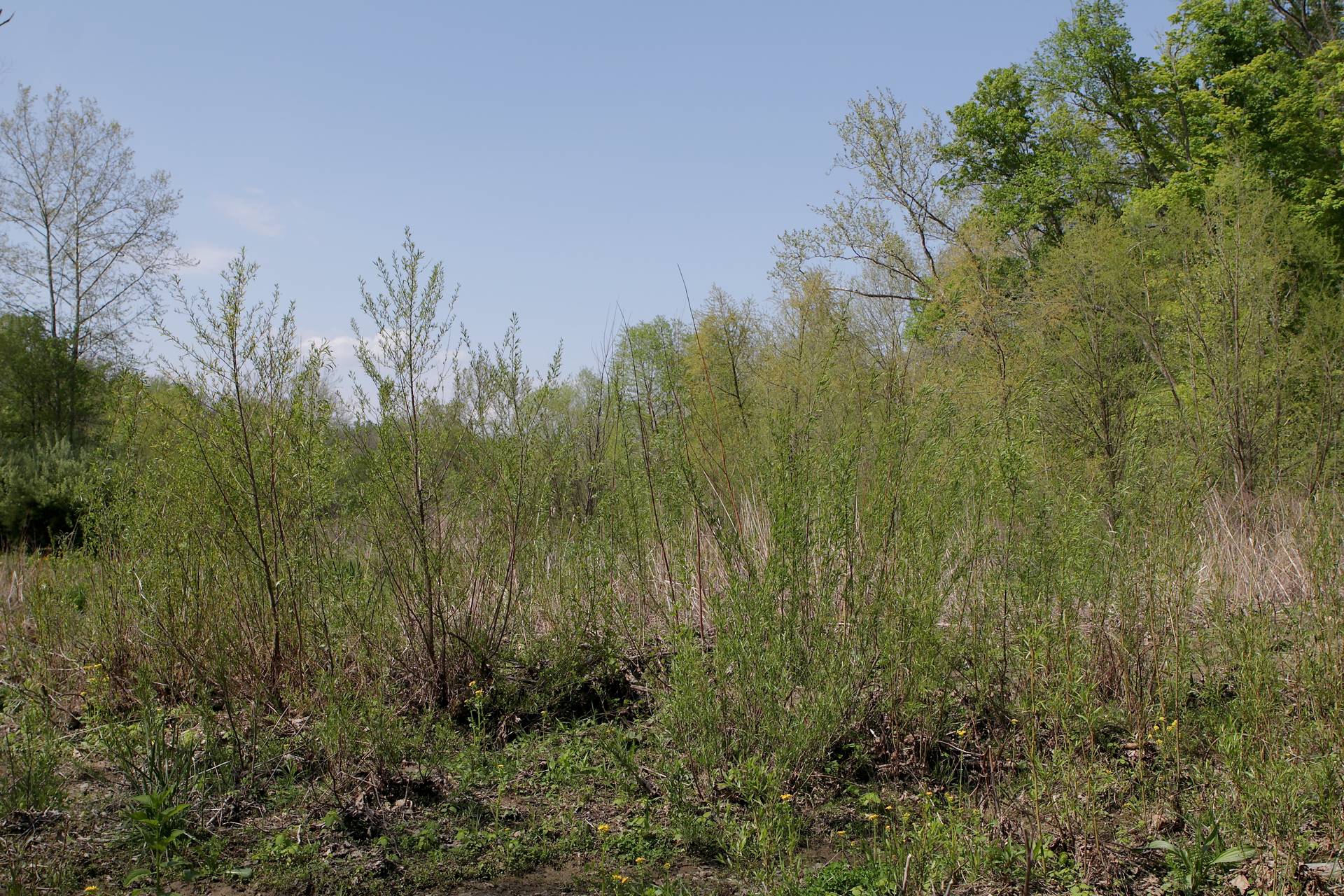 Photo of Sandbar Willow