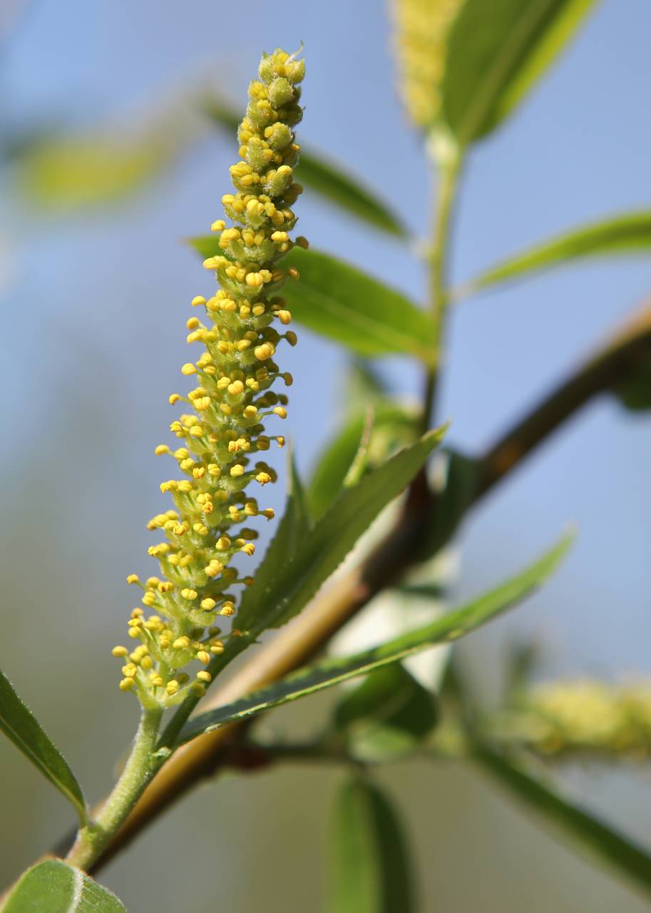 Photo of Black Willow