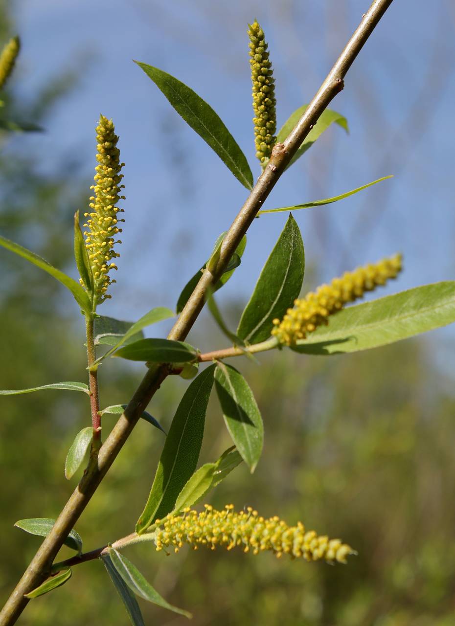 Photo of Black Willow