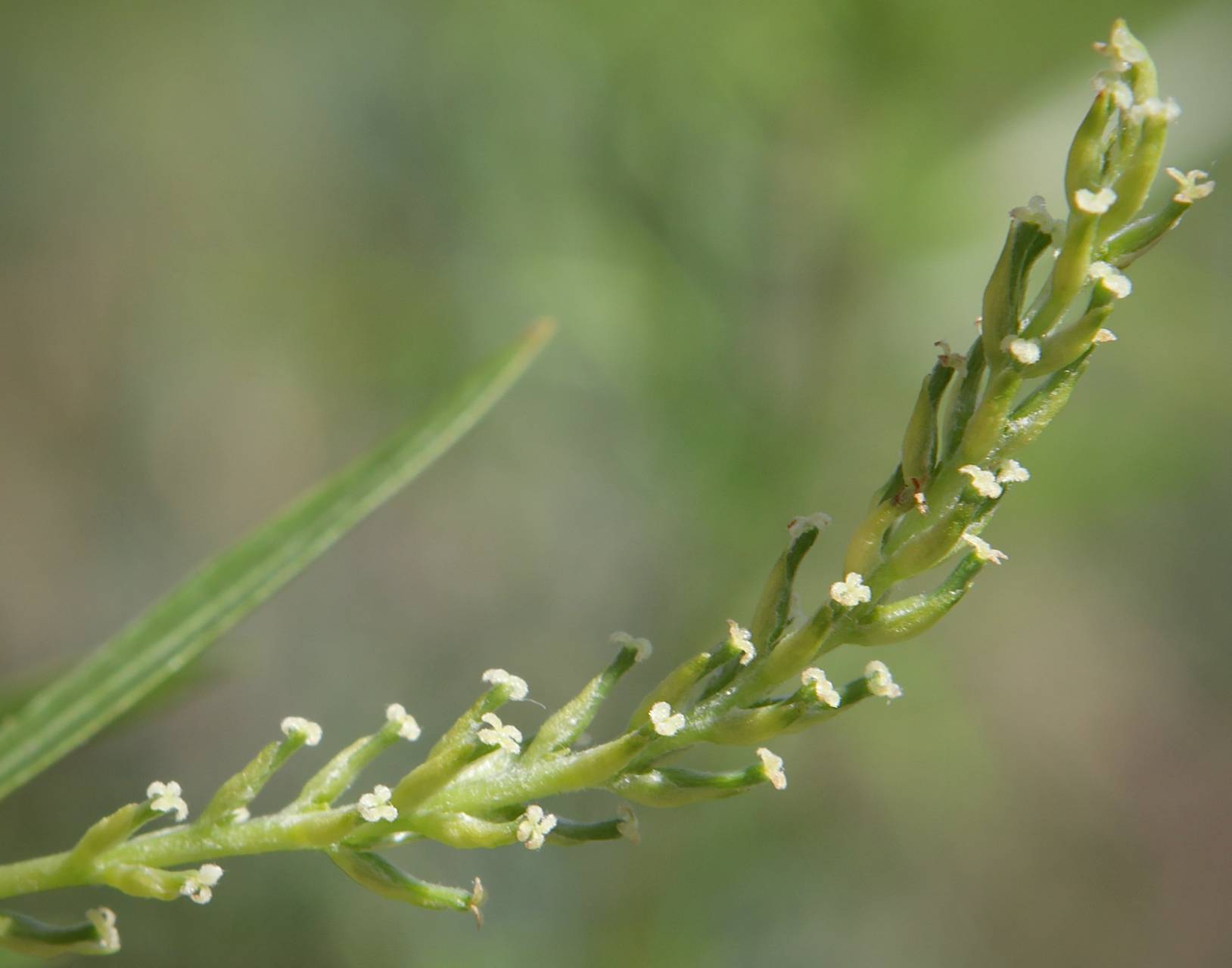 Photo of Black Willow