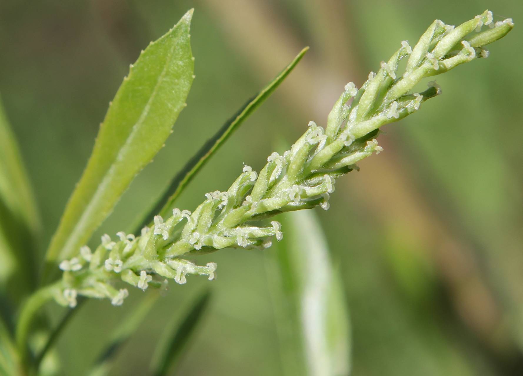 Photo of Black Willow