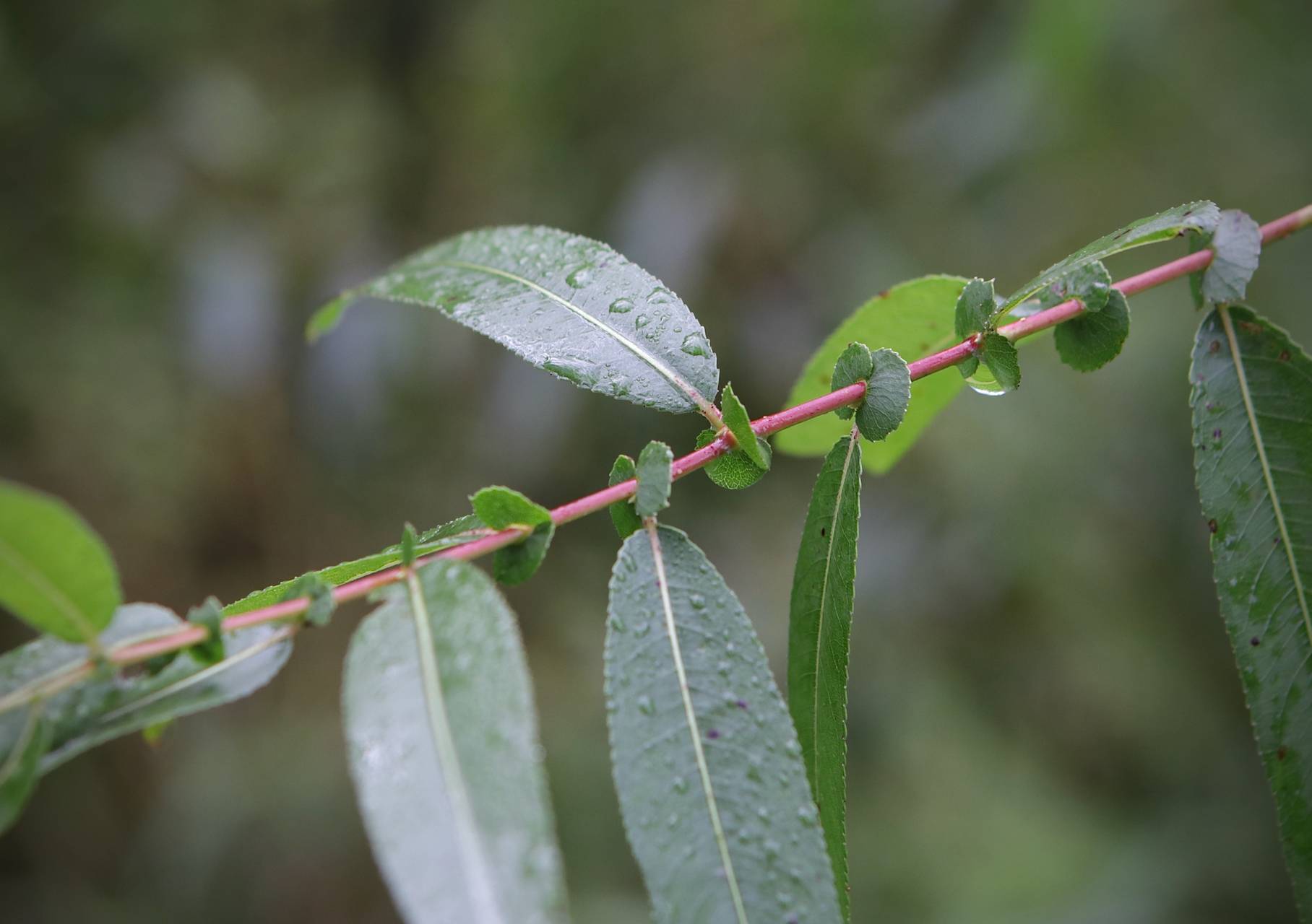 Photo of Black Willow