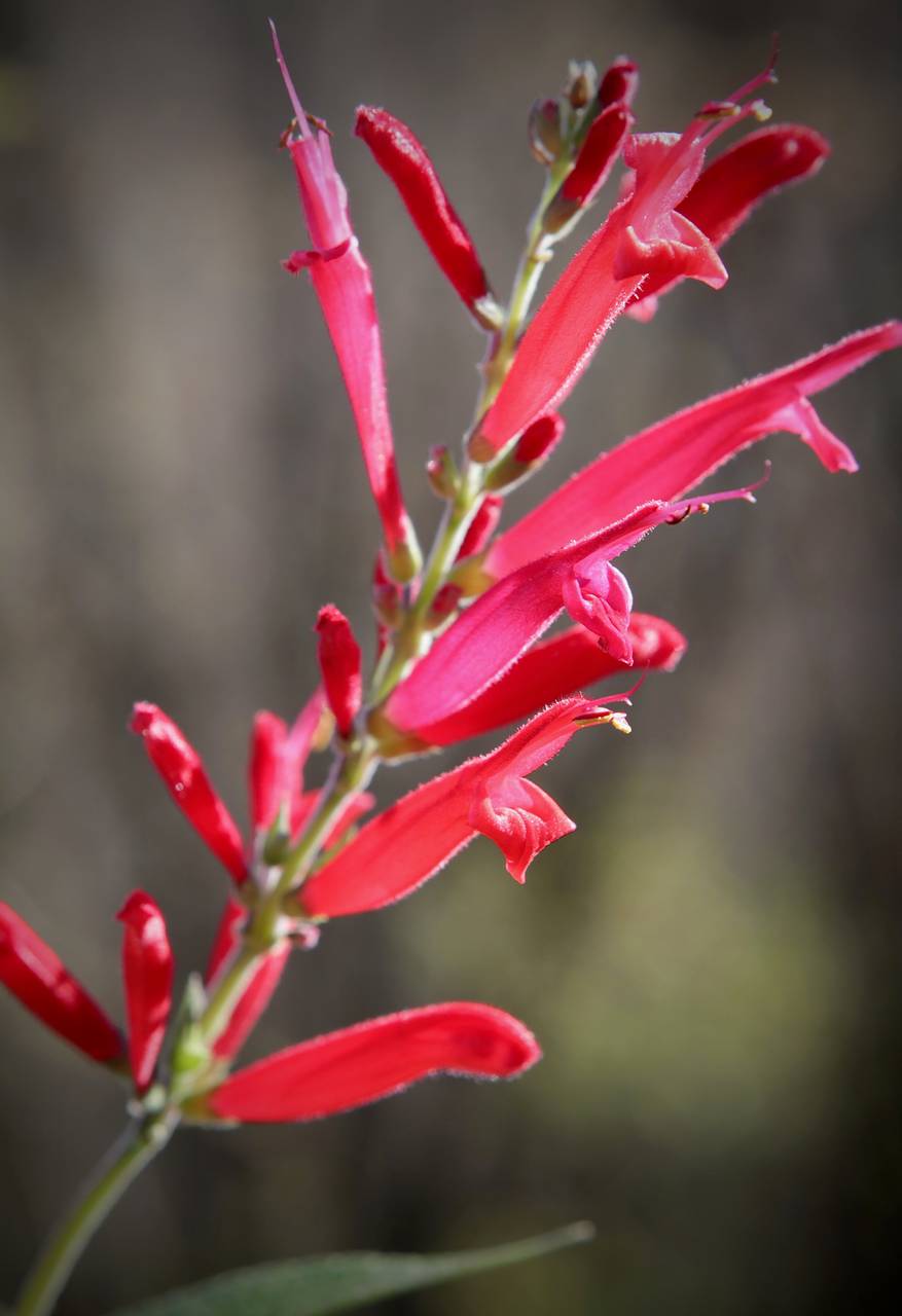 Photo of Pineapple Sage